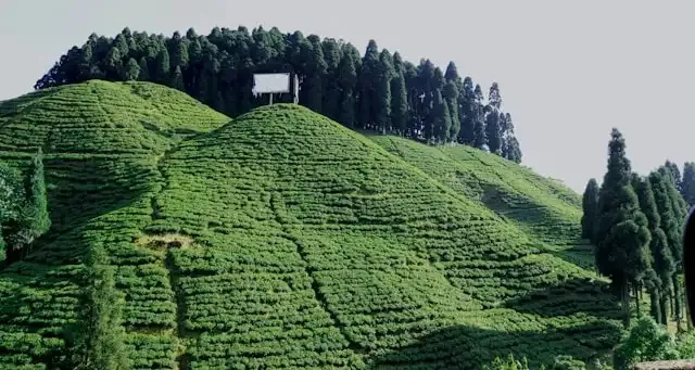 Tea Gardens